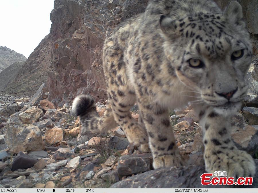 Photo taken by an infrared camera shows a snow leopard at the naturel reserve on Qilian Mountain in Northwest China’s Qinghai Province. Authorities installed 154 infrared cameras on Qilian Mountain to aid in research on the rare animals, capturing 251 images and videos of snow leopards. (Photo provided by Qilian Mountain Nature Reserve Administration)