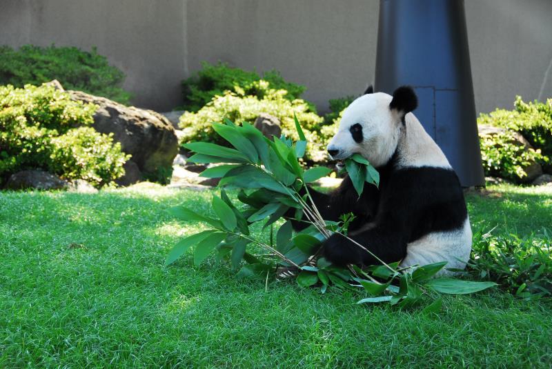 Eimei eats leaves at Adventure World in Shirahama, Wakayama, Japan. (Photo provided to chinadaily.com.cn)

Eimei, a 26-year-old male panda from the Chengdu Research Base of Giant Panda Breeding in Sichuan Province, has won a top animal award in Japan.

The Japan Society for the Prevention of Cruelty to Animals, which is the largest organization for animal conservation in Japan, started the Japan Animal Awards project in December.

After two months of review, it recently awarded the top prize to Eimei, said Zhang Zhihe, chief of the Chengdu panda base.

The reasons for awarding the top prize to Eimei are that it is the first Chinese panda to be involved in an international breeding project overseas and that it has contributed positively to the protection of the panda population, Zhang said.

The awarding ceremony will be held in Tokyo on March 15, he said.

In 1994, his base started a joint panda breeding program with the Adventure World in Shirahama, Wakayama, Japan by sending Eimei there.

\