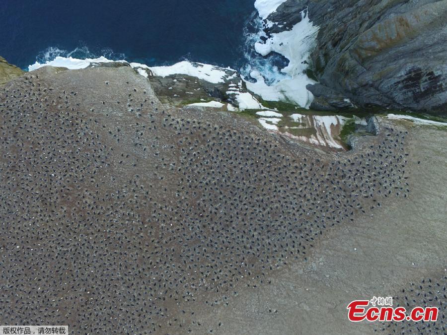 Aerial footage shows an enormous breeding colony of Adélie penguins  on the Danger Islands in the Weddell Sea, on the east side of the Antarctic Peninsula.(Photo/Agencies)