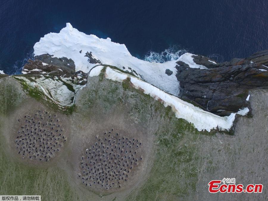 Aerial footage shows an enormous breeding colony of Adélie penguins  on the Danger Islands in the Weddell Sea, on the east side of the Antarctic Peninsula.(Photo/Agencies)
