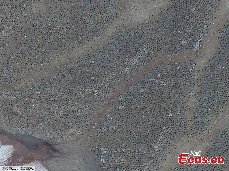 Aerial footage shows an enormous breeding colony of Adélie penguins  on the Danger Islands in the Weddell Sea, on the east side of the Antarctic Peninsula.(Photo/Agencies)