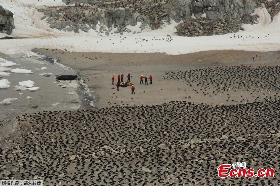 Aerial footage shows an enormous breeding colony of Adélie penguins  on the Danger Islands in the Weddell Sea, on the east side of the Antarctic Peninsula.(Photo/Agencies)