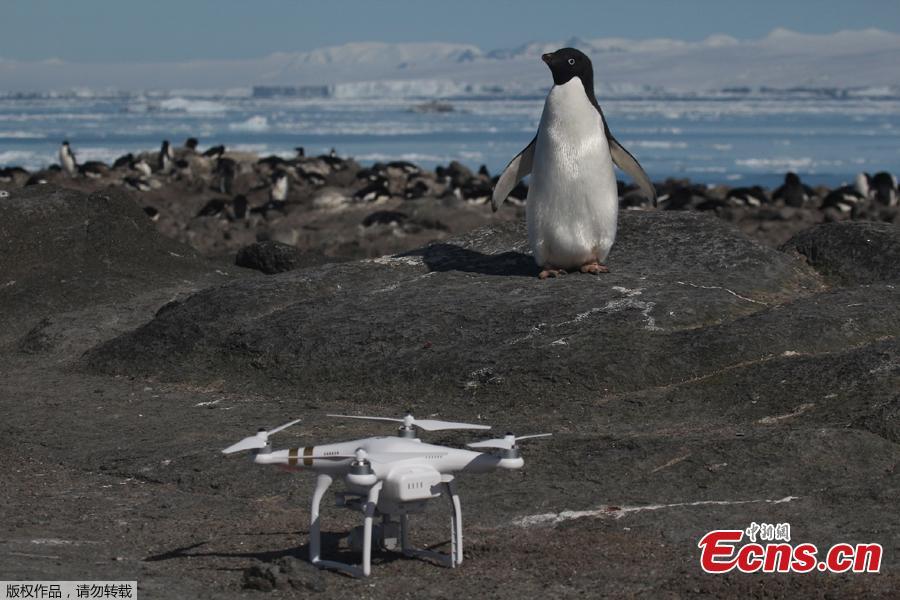 Aerial footage shows an enormous breeding colony of Adélie penguins  on the Danger Islands in the Weddell Sea, on the east side of the Antarctic Peninsula.(Photo/Agencies)