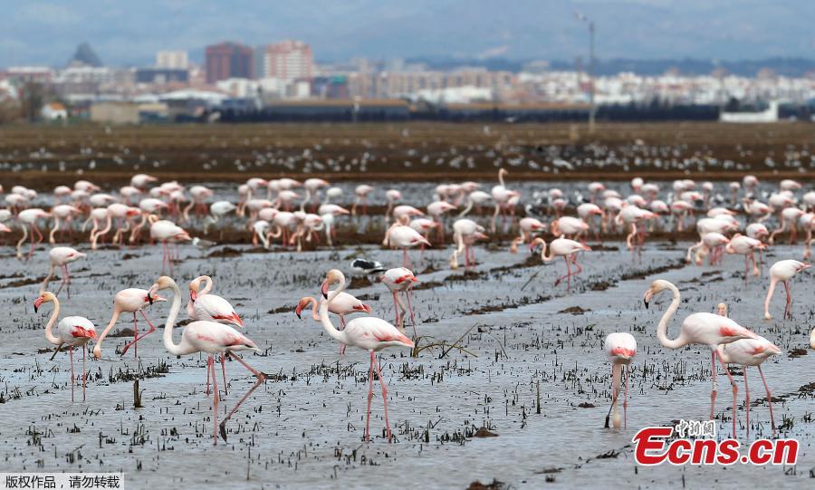 Flamingos search for food at the Albufera Natural Park in Valencia, Spain, March 5, 2018. (Photo/Agencies)