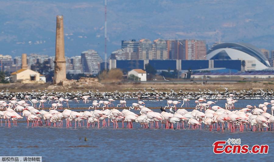 Flamingos search for food at the Albufera Natural Park in Valencia, Spain, March 5, 2018. (Photo/Agencies)