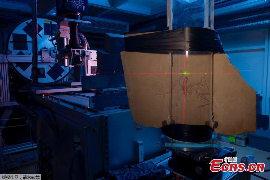 A powerful x-ray beam was used to probe the fossil remains of an Archaeopteryx. A new study confirmed that 150 million years ago Archaeopteryx was an \'active\' flyer. It flapped its wings and properly flew rather than gliding from tree to tree. Scientists conducted the research at ESRF, the European Synchrotron facility in Grenoble, France. (Photo/Agencies)