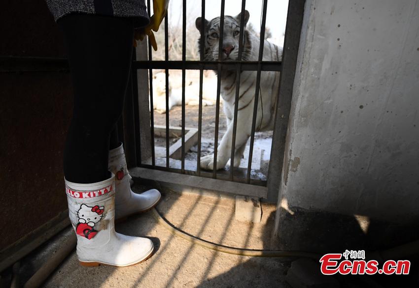 Keeper Li Yimeng observes a tiger at the Changchun Zoo and Botanical Garden in Changchun City, the capital of Northeast China\'s Jilin Province. The 27-year-old postgraduate student in veterinary science at Jilin University is responsible for looking after seven tigers and one lion, task that including preparing food and cleaning their dens. (Photo: China News Service/Zhang Yao)