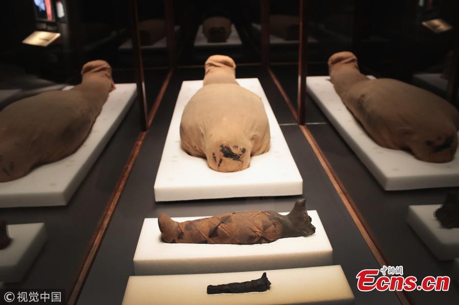 Interactive mummies return to Field Museum (3/5)