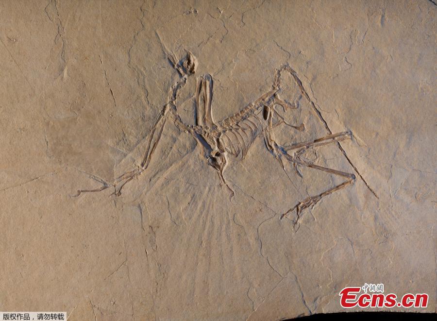 The fossilized remains of an Archaeopteryx. A new study, which involved using a powerful X-ray beam to probe fossil bones, confirmed that 150 million years ago Archaeopteryx was an \'active\' flyer. It flapped its wings and properly flew rather than gliding from tree to tree. Scientists conducted the research at ESRF, the European Synchrotron facility in Grenoble, France. (Photo/Agencies)