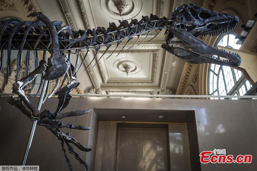 
A dinosaur skeleton is displayed before its auction by Aguttes auction house in Lyon, France, March 14, 2018. The skeleton of a carnivorous dinosaur 150 million years ago measures 9 meters long and 2.5 meters high. It was found in Wyoming, the United States in 2013. (Photo/Agencies)