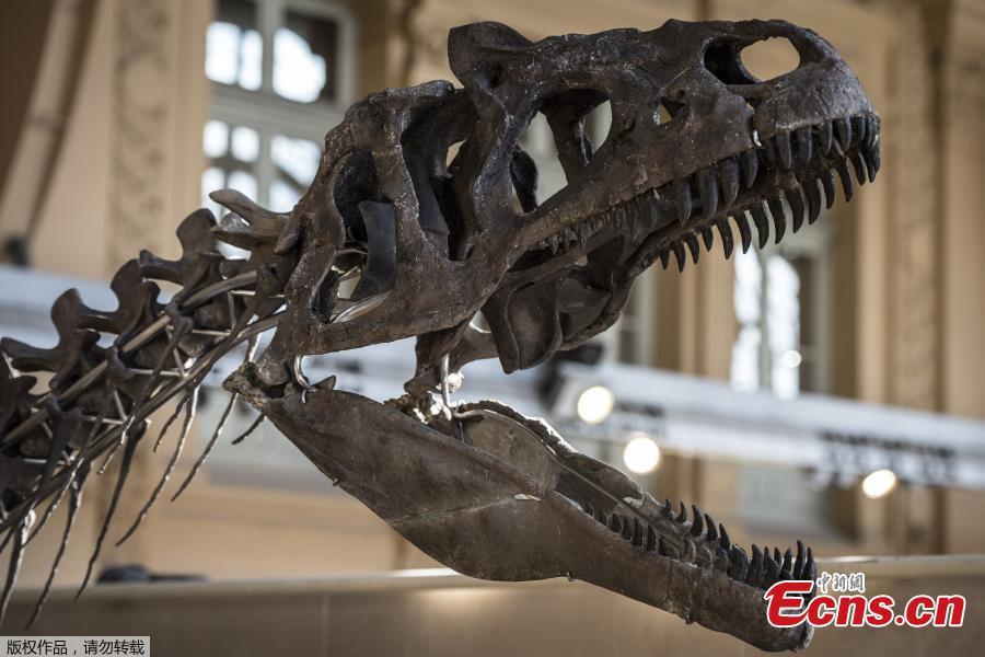 A dinosaur skeleton is displayed before its auction by Aguttes auction house in Lyon, France, March 14, 2018. The skeleton of a carnivorous dinosaur 150 million years ago measures 9 meters long and 2.5 meters high. It was found in Wyoming, the United States in 2013. (Photo/Agencies)
