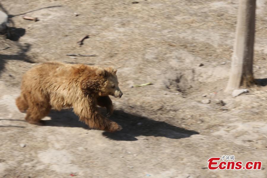 A Tibetan brown bear at the Qinghai-Tibet Plateau Wildlife Zoo in Xining City, Qinghai Province, March 14, as temperatures gradually rise. (Photo: China News Service/Luo Yunpeng)