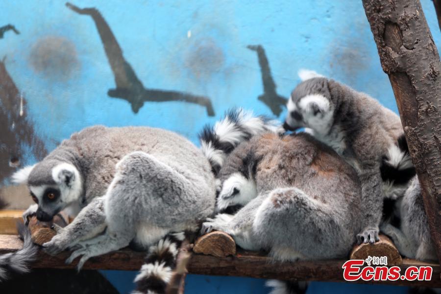 Ring-tailed lemurs at the Qinghai-Tibet Plateau Wildlife Zoo in Xining City, Qinghai Province, March 14, as temperatures gradually rise. (Photo: China News Service/Luo Yunpeng)