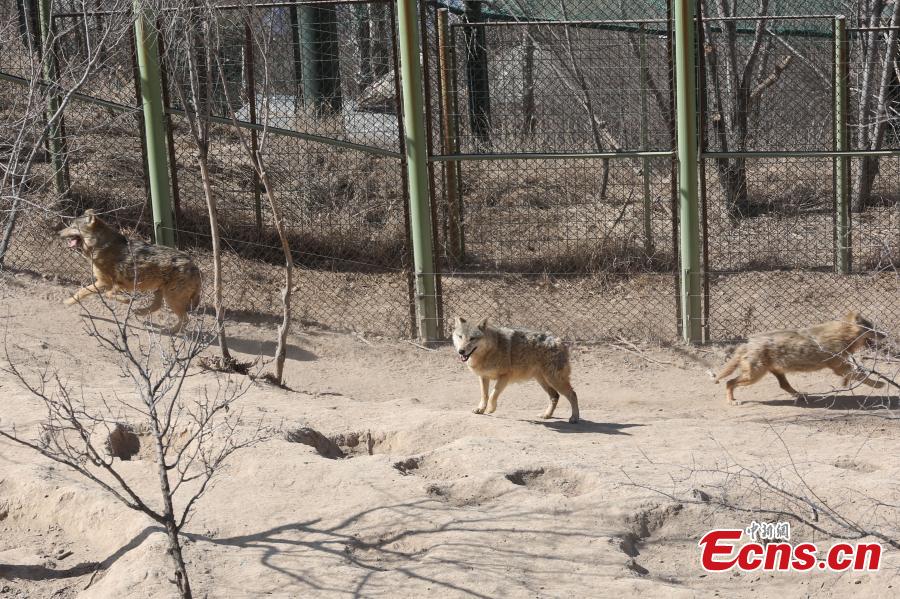 Wolves at the Qinghai-Tibet Plateau Wildlife Zoo in Xining City, Qinghai Province, March 14, as temperatures gradually rise. (Photo: China News Service/Luo Yunpeng)