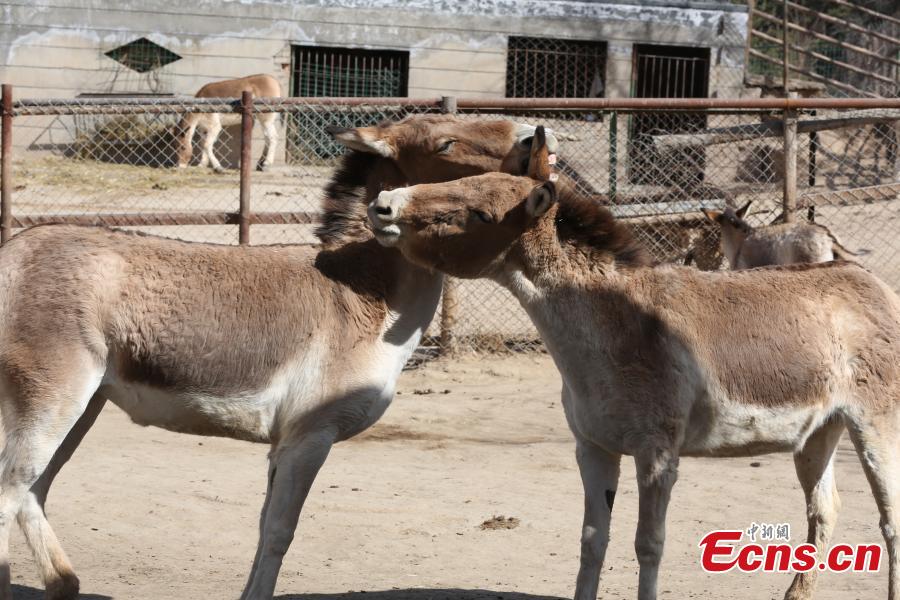 Wild donkeys at the Qinghai-Tibet Plateau Wildlife Zoo in Xining City, Qinghai Province, March 14, as temperatures gradually rise. (Photo: China News Service/Luo Yunpeng)