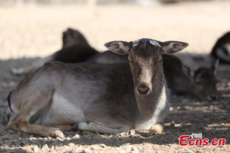 Sika deer at the Qinghai-Tibet Plateau Wildlife Zoo in Xining City, Qinghai Province, March 14, as temperatures gradually rise. (Photo: China News Service/Luo Yunpeng)