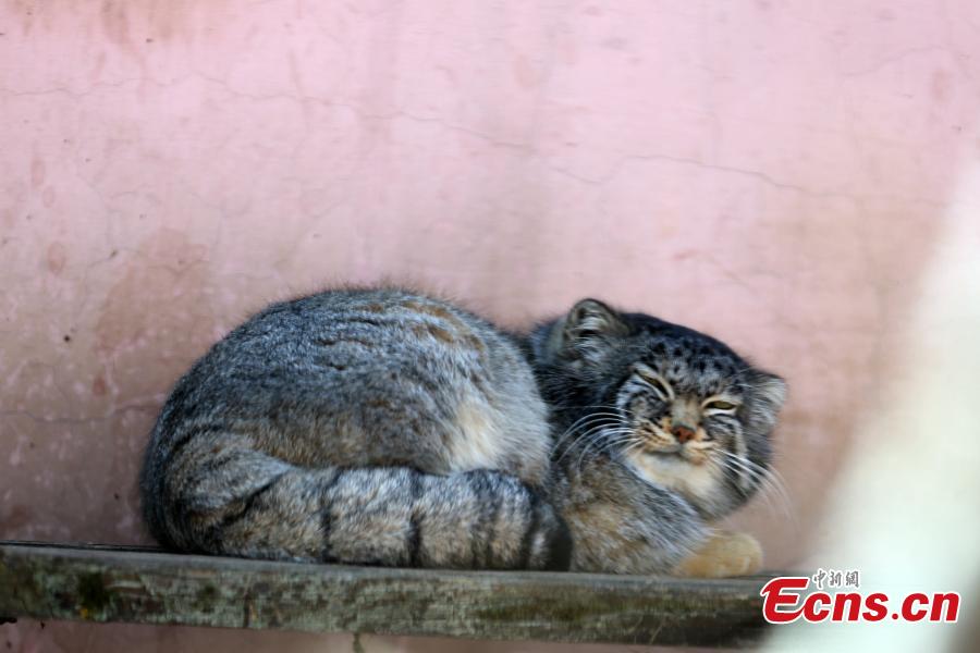 A manul at the Qinghai-Tibet Plateau Wildlife Zoo in Xining City, Qinghai Province, March 14, as temperatures gradually rise. (Photo: China News Service/Luo Yunpeng)