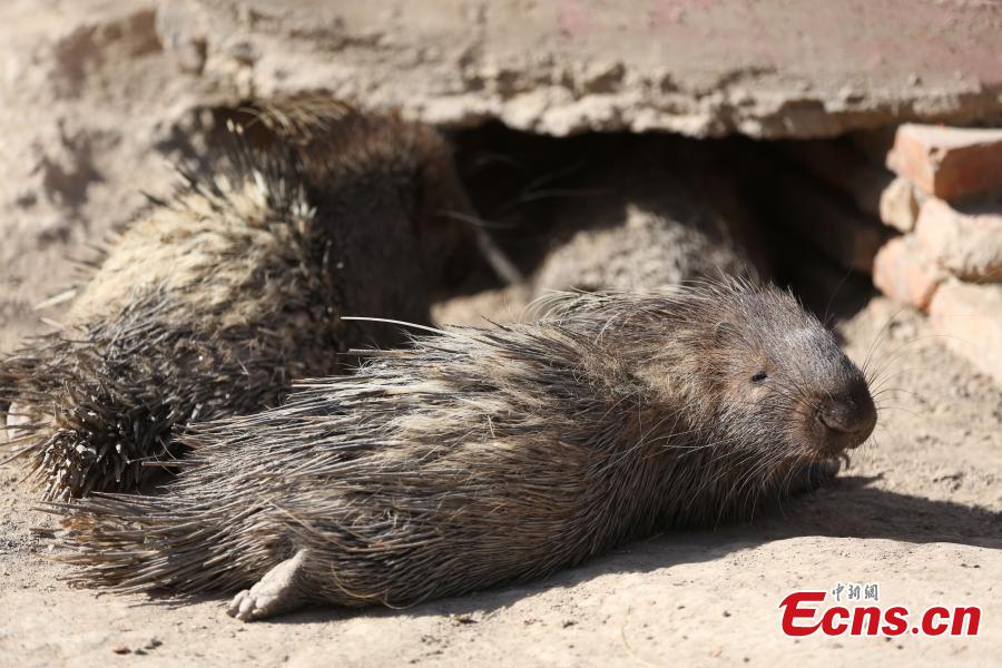 Porcupines at the Qinghai-Tibet Plateau Wildlife Zoo in Xining City, Qinghai Province, March 14, as temperatures gradually rise. (Photo: China News Service/Luo Yunpeng)