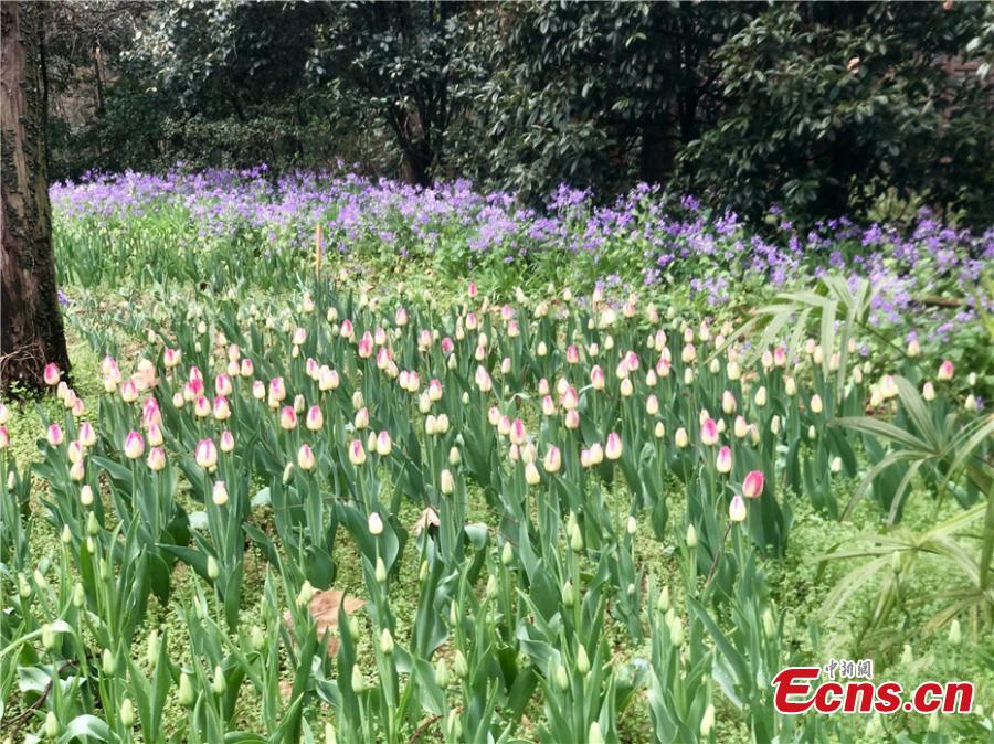 Flowers are in bloom at Zhongshan Botanical Garden in Nanjing City, the capital of East China\'s Jiangsu Province. The garden is home to nearly 400,000 flowers, mainly tulips, hyacinths and other bulb varieties, and the best time to visit is from late March to late April. (Photo: China News Service/Xu Shanshan)