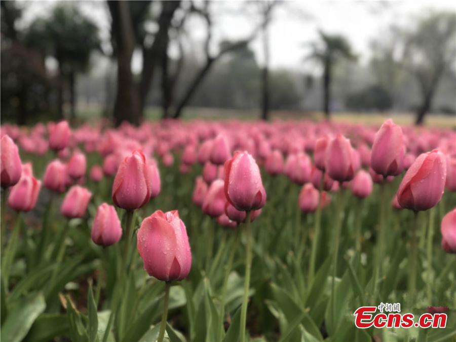 Flowers are in bloom at Zhongshan Botanical Garden in Nanjing City, the capital of East China\'s Jiangsu Province. The garden is home to nearly 400,000 flowers, mainly tulips, hyacinths and other bulb varieties, and the best time to visit is from late March to late April. (Photo: China News Service/Xu Shanshan)