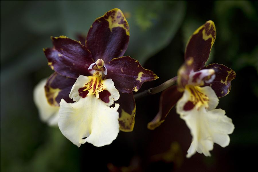 Orchid extravaganza kicks off(1/6)