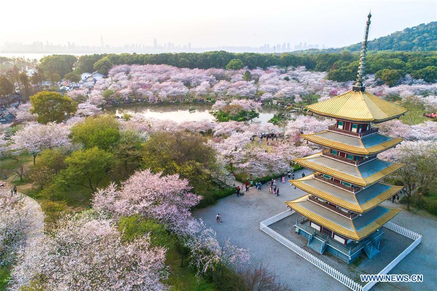 Aerial photo taken on March 26, 2018 shows cherry blossoms at the East Lake in Wuhan, central China\'s Hubei Province. (Xinhua/Xiong Qi)