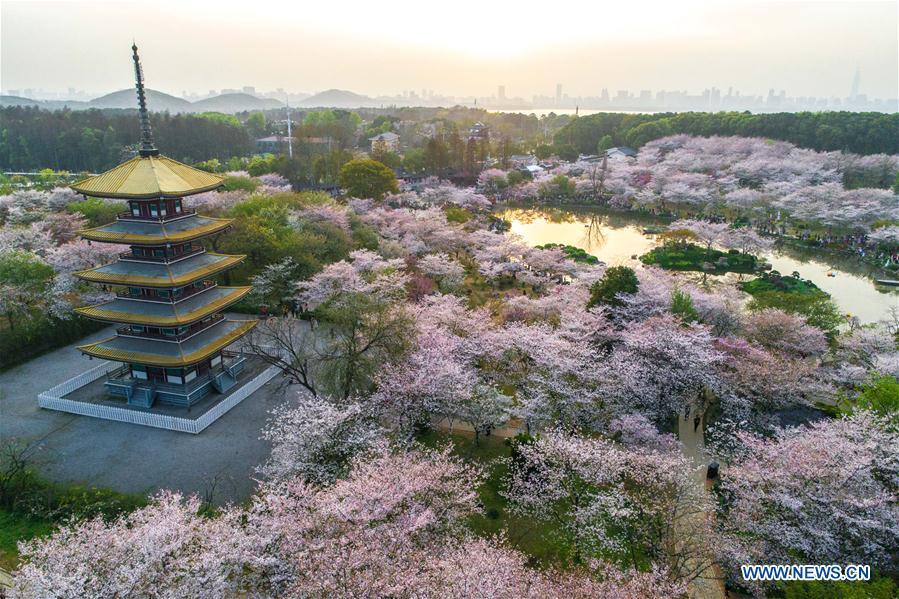 Aerial photo taken on March 26, 2018 shows cherry blossoms at the East Lake in Wuhan, central China\'s Hubei Province. (Xinhua/Xiong Qi)