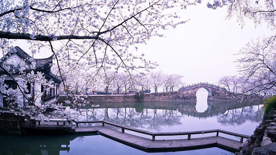 Cherry blossoms add to tranquil beauty of Wuxi(1/8)