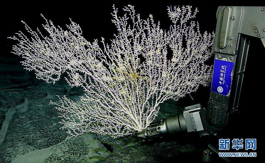 China\'s remote operated vehicle (ROV) Discovery conducts research underwater in the western Pacific Ocean during a study of the Magellan Seamounts, April 1, 2018. (Photo/Xinhua)
