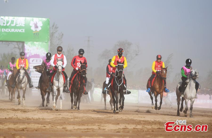 The 2018 China International Equestrian Endurance Competition opens in Dangshan County, East China\'s Anhui Province, April 8, 2018. More than 100 jockeys from more than 10 countries and regions took part in the race, the highest level of its kind in China, held along the old riverway of the Yellow River. (Photo: China News Service/Han Suyuan)