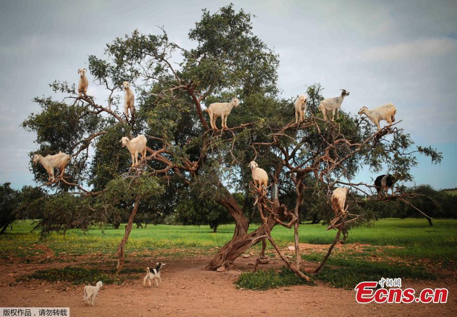 Tree climbing goats feeding in an Argan tree (Argania spinosa) in Essaouria, Morocco, Africa, April 4, 2018. Argan trees produce a fruit that must smell and taste delicious because it attracts goats up onto their branches. Argan nuts pass through the digestive system of a tree goat whole. Once they are excreted, people gather them from the goat\'s droppings and crack them open to expose the seeds inside. These kernels are then roasted, ground, mashed or cold-pressed to produce Argan oil, used both for food and as an ingredient in many beauty products and cosmetics. (Photo/Agencies)