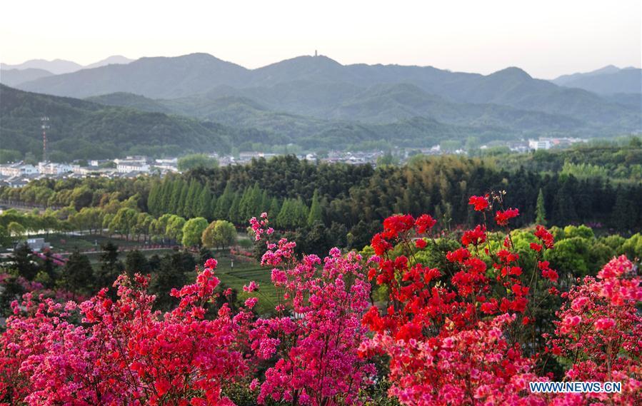 Photo taken on April 10, 2018 shows tea plantations among azalea blossoms in Shucha Township, Shucheng County of East China\'s Anhui Province.  (Photo/Xinhua)