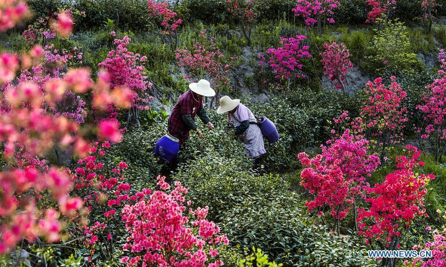 Tea growers harvest spring tea among azalea blossoms in Shucha Township, Shucheng County of East China\'s Anhui Province, April 3, 2018.  (Photo/Xinhua)