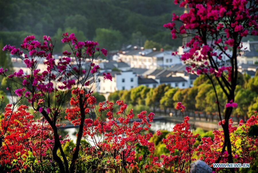 Photo taken on April 10, 2018 shows tea plantations among azalea blossoms in Shucha Township, Shucheng County of East China\'s Anhui Province. (Photo/Xinhua)