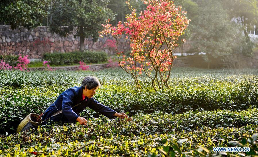 
A tea grower harvests spring tea among azalea blossoms in Shucha Township, Shucheng County of East China\'s Anhui Province, April 3, 2018. (Photo/Xinhua)