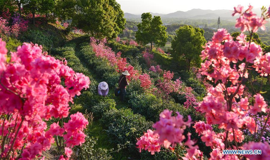 Tea growers harvest spring tea among azalea blossoms in Shucha Township, Shucheng County of East China\'s Anhui Province, April 3, 2018. (Photo/Xinhua)