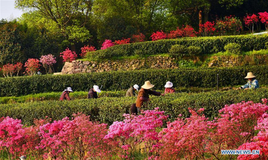 Tea growers harvest spring tea among azalea blossoms in Shucha Township, Shucheng County of East China\'s Anhui Province, April 3, 2018.  (Photo/Xinhua)