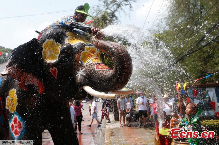 An elephant sprays water to people during the celebration of Songkran Water Festival, to commemorate Thailand\'s New Year in Ayutthaya, Thailand, April 11, 2018. (Photo/Agencies)