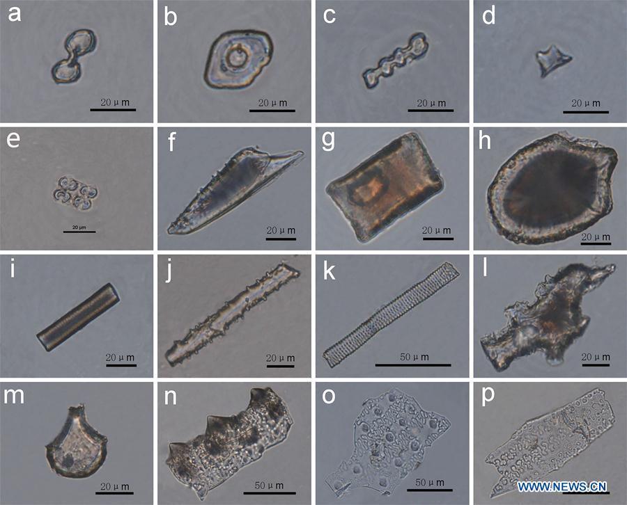 File photo shows phytoliths, microscopic silica structures found in plants which persist long after the rest of the plant has decayed, found in the Dongyang site in Weinan City, northwest China\'s Shaanxi Province. Chinese paleontologists believe rice cultivation arrived in northern China from the south during the Neolithic age. Researchers with the Chinese Academy of Sciences institute of vertebrate paleontology and paleoanthropology base their view on study of items found in the Dongyang site. Phytolith analysis of residue found at the Dongyang site shows rice was grown there 5,800 years ago. (Xinhua)