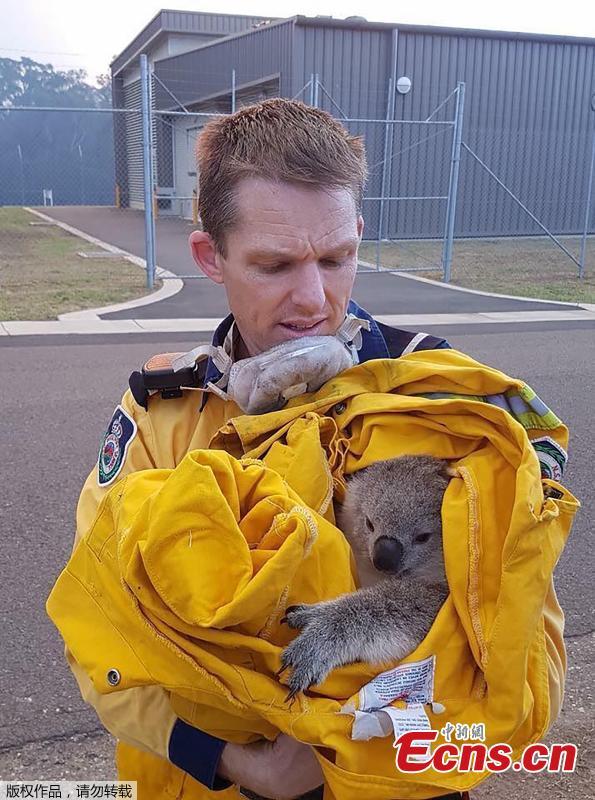 A koala was rescued from the bushfire by the NSW Rural Fire Service in the Liverpool Military Area in Holsworthy, Australia. (Photo/Agencies)