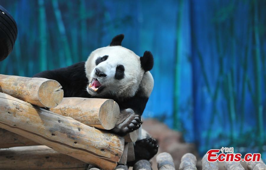 Giant panda Pu Pu plays at Shenyang Forest Zoo in Shenyang City, Northeast China\'s Liaoning Province, April 25, 2018. The panda, initially thought to be female, was declared to be male according to the zoo and the China Conservation and Research Center for the Giant Panda. (Photo: China News Service/Yu Haiyang)
