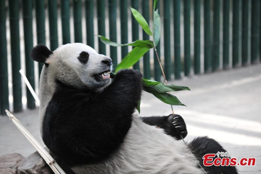 Giant panda Pu Pu plays at Shenyang Forest Zoo in Shenyang City, Northeast China\'s Liaoning Province, April 25, 2018. The panda, initially thought to be female, was declared to be male according to the zoo and the China Conservation and Research Center for the Giant Panda. (Photo: China News Service/Yu Haiyang)