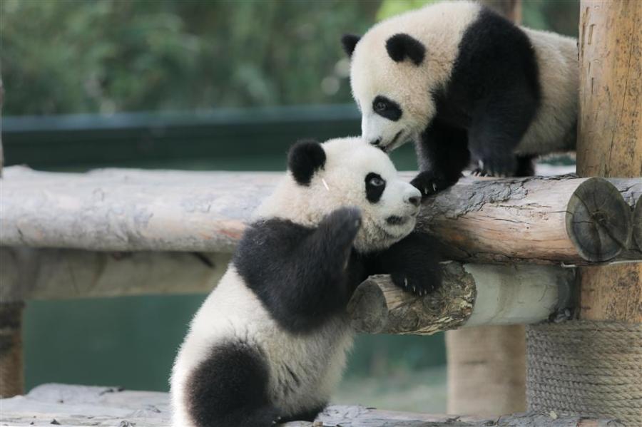 上海野生动物园的两只6个月的熊猫终于有了名字