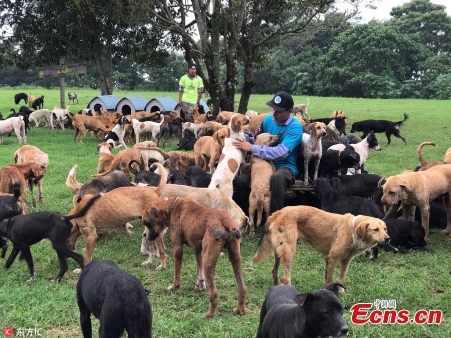 Costa Rican paradise shelters 1,000 stray dogs