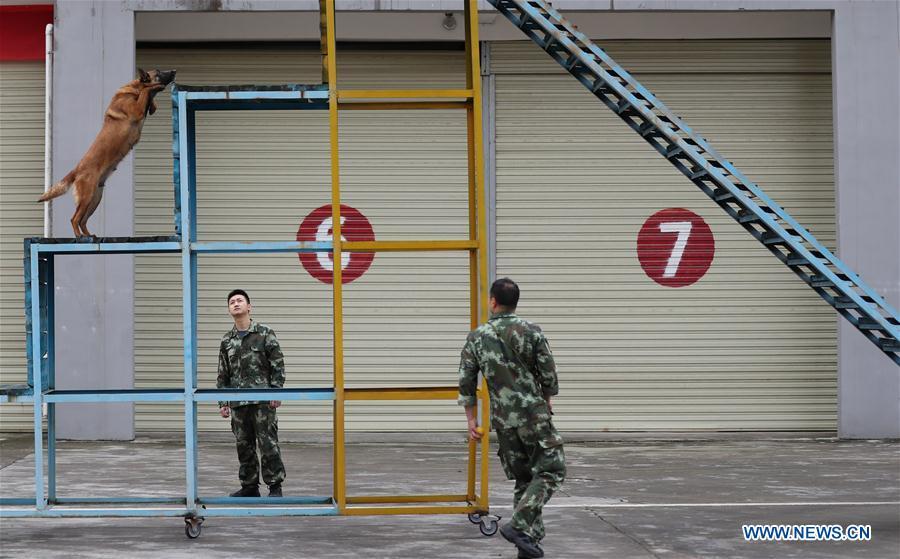 Fire services officer Jiang Yuhang (L) and soldier yang Yubing trains a rescue dog in Kaili City, southwest China\'s Guizhou Province, May 7, 2018. On May 17, 2008, Jiang, a 20-year-old highway administration employee, was extricated by firefighters, 123 hours after he was trapped in the rubble at quake-hit Yingxiu Township of Wenchuan County, southwest China\'s Sichuan Province. Jiang was a survivor of the 8.0-magnitude earthquake that struck Sichuan\'s Wenchuan County on May 12, 2008. The quake left more than 69,000 dead, 374,000 injured, 18,000 missing and millions homeless. Jiang said it were firefighters who gave him the second life, and he desired to be a soldier like them. At the end of 2008, Jiang realized his dream to join the army and served in the group who once saved him. After training for half a year, he finally became a real fire soldier in Shanghai in 2009. Jiang later got promoted to the position of an officer, and in March this year, he was transferred to the firefighting force in his hometown Kaili City, southwest China\'s Guizhou Province. In the past ten years, the young man, who was saved in that catastrophic earthquake, saved more people\'s lives with his own efforts. (Xinhua/Jiang Hongjing)