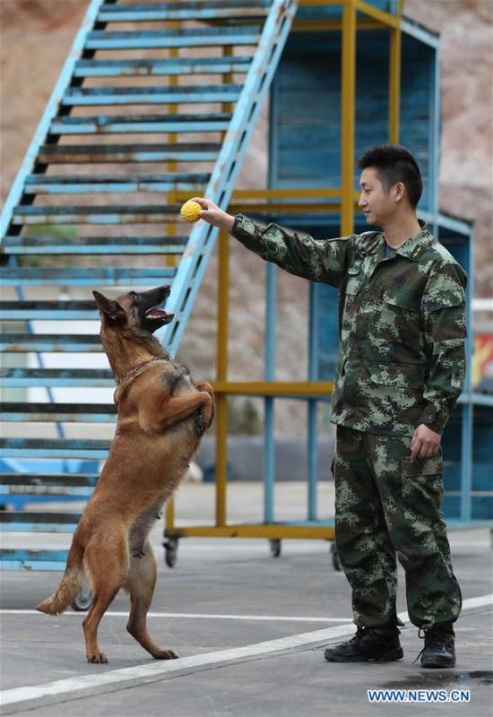 Fire services officer Jiang Yuhang trains a rescue dog in Kaili City, southwest China\'s Guizhou Province, May 7, 2018. On May 17, 2008, Jiang, a 20-year-old highway administration employee, was extricated by firefighters, 123 hours after he was trapped in the rubble at quake-hit Yingxiu Township of Wenchuan County, southwest China\'s Sichuan Province. Jiang was a survivor of the 8.0-magnitude earthquake that struck Sichuan\'s Wenchuan County on May 12, 2008. The quake left more than 69,000 dead, 374,000 injured, 18,000 missing and millions homeless. Jiang said it were firefighters who gave him the second life, and he desired to be a soldier like them. At the end of 2008, Jiang realized his dream to join the army and served in the group who once saved him. After training for half a year, he finally became a real fire soldier in Shanghai in 2009. Jiang later got promoted to the position of an officer, and in March this year, he was transferred to the firefighting force in his hometown Kaili City, southwest China\'s Guizhou Province. In the past ten years, the young man, who was saved in that catastrophic earthquake, saved more people\'s lives with his own efforts. (Xinhua/Jiang Hongjing)