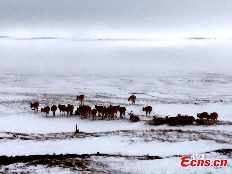 Tibetan antelope forage on a snow-covered mountain near No. 109 National Highway in Hoh Xil Nature Reserve in Qinghai Province. With an average altitude of more than 4,600 meters, the inhospitable Hoh Xil is an ideal habitat for the endangered Tibetan antelope and other wildlife such as Tibetan gazelles and wild yaks. (Photo: China News Service/Zhao Xinlu)