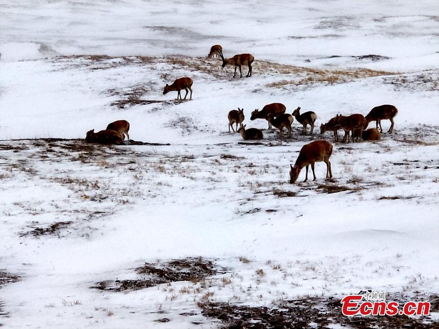 Tibetan antelope forage on a snow-covered mountain near No. 109 National Highway in Hoh Xil Nature Reserve in Qinghai Province. With an average altitude of more than 4,600 meters, the inhospitable Hoh Xil is an ideal habitat for the endangered Tibetan antelope and other wildlife such as Tibetan gazelles and wild yaks. (Photo: China News Service/Zhao Xinlu)