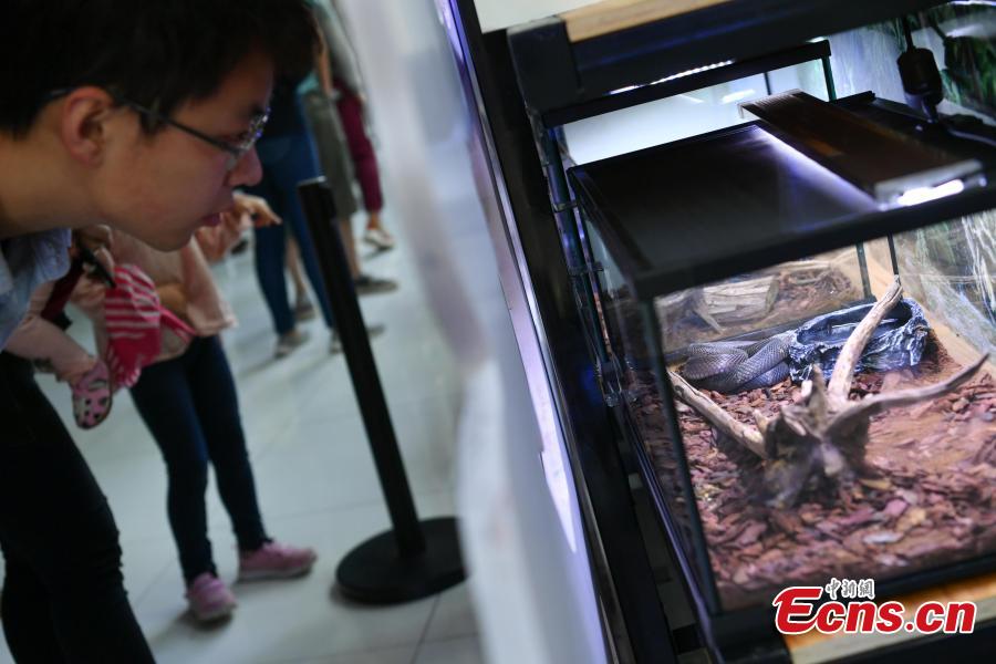 Students look at snake specimen during a popular science event at the Kunming Zoology Museum in Kunming City, Southwest China’s Yunnan Province, May 18, 2018. Experts from the Chinese Academy of Sciences Kunming Animal Institute organized the event to raise awareness about poisonous wildlife. (Photo: China News Service/Ren Dong)