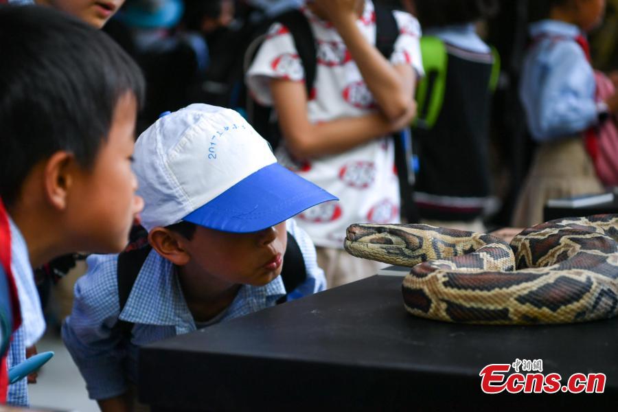 
Students look at snake specimen during a popular science event at the Kunming Zoology Museum in Kunming City, Southwest China’s Yunnan Province, May 18, 2018. Experts from the Chinese Academy of Sciences Kunming Animal Institute organized the event to raise awareness about poisonous wildlife. (Photo: China News Service/Ren Dong)